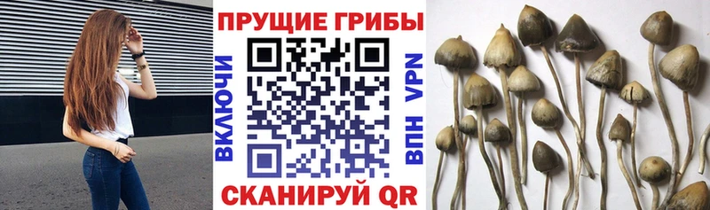 Псилоцибиновые грибы Cubensis  Брянск 